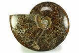 Polished, Agatized Ammonite (Cleoniceras) - Madagascar #328400-1